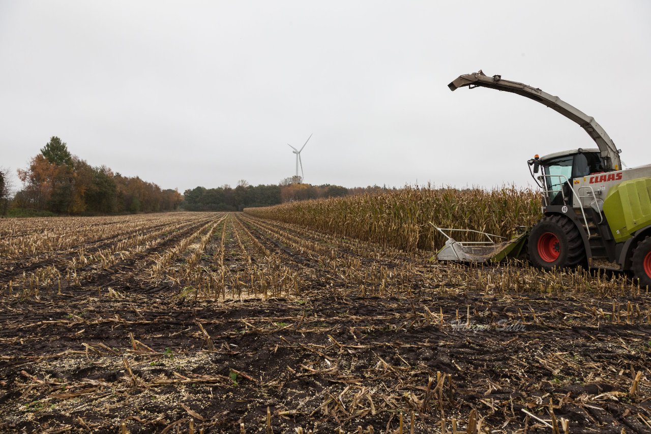 Bild 46 - Maisernte am 22.10.12